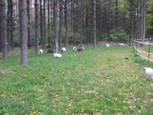 Oak Hollow Acres Goats Wisconsin