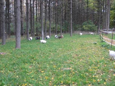 Kidding Schedule Oak Hollow Acres Goats Wisconsin