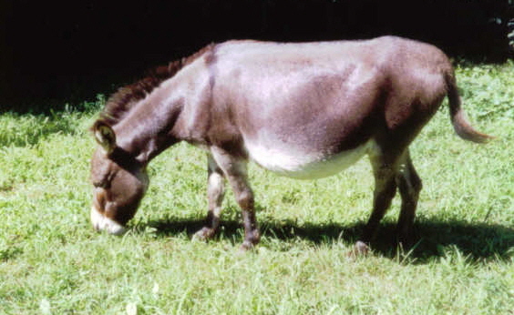 Herd Guardians Oak Hollow Acres Darby Mini Donkey