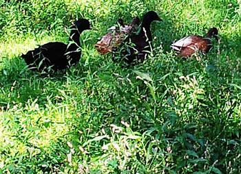 Pasture Raised Organic Poultry and Ducks