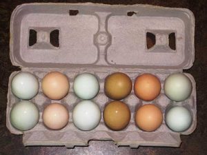 Oak Hollow Acres Eggs