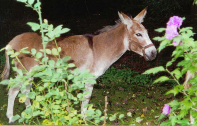 Herd Guardians Oak Hollow Acres Harrison (Jack) Mini Donkey