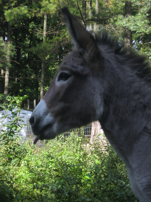 Herd Guardians Oak Hollow Acres Sierra Mini Donkey