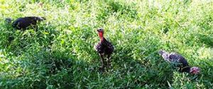 Pasture Raised Organic Poultry