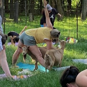 Outdoor Goat Yoga May 9th *Mothers Day!* 9:30am - 10:30am