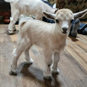 Indoor Baby Goat Yoga March 28th 1pm - 2pm