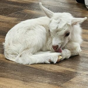 Indoor Baby Goat Therapy April 11th 11am - 12pm